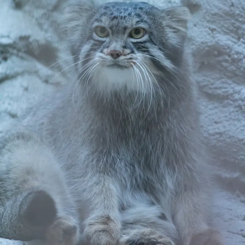 A photograph of Figa in Nogeyama Zoo