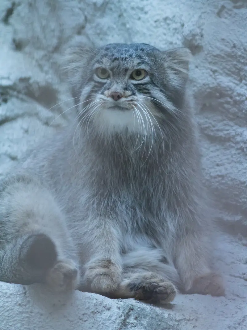 A photograph of Figa in Nogeyama Zoo