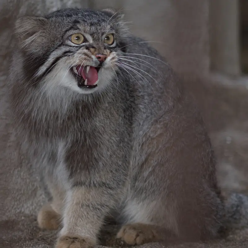 A photograph of Figa in Nogeyama Zoo