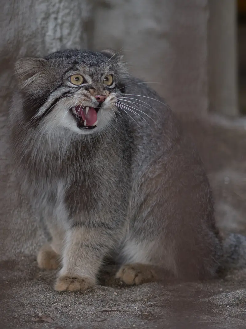 A photograph of Figa in Nogeyama Zoo