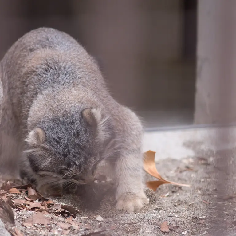 A photograph of Figa in Nogeyama Zoo