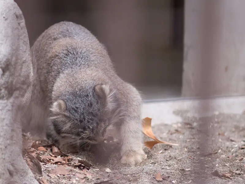 A photograph of Figa in Nogeyama Zoo