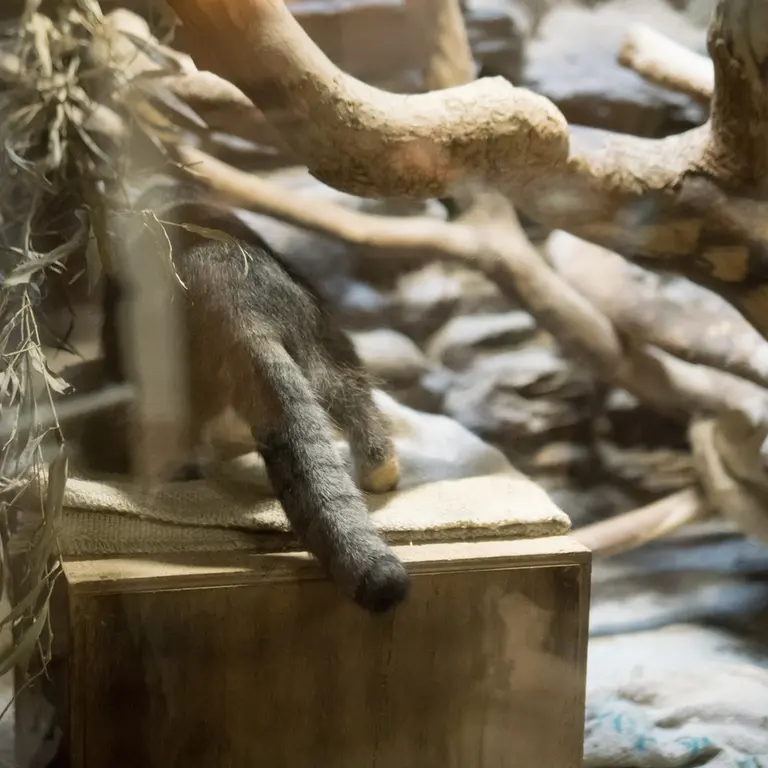 A photograph of Klyon in Ueno Zoological Gardens