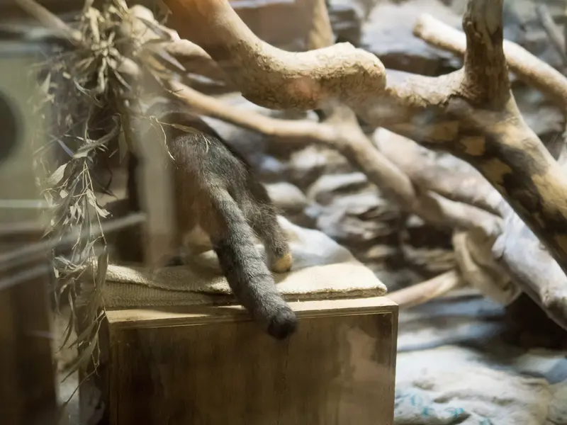 A photograph of Klyon in Ueno Zoological Gardens