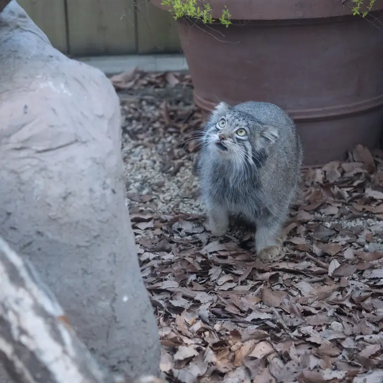 A photograph of Oto in Saitama Children's Zoo