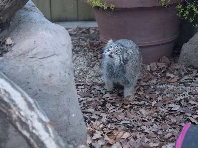 A photograph of Oto in Saitama Children's Zoo