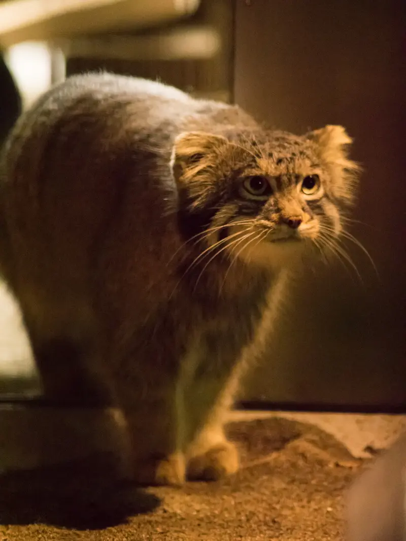 A photograph of Figa in Nogeyama Zoo
