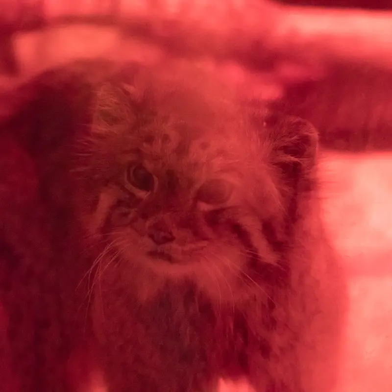 A photograph of Naim in Ueno Zoological Gardens