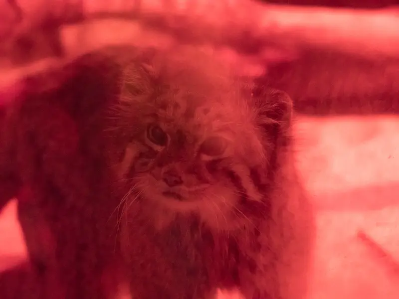A photograph of Naim in Ueno Zoological Gardens