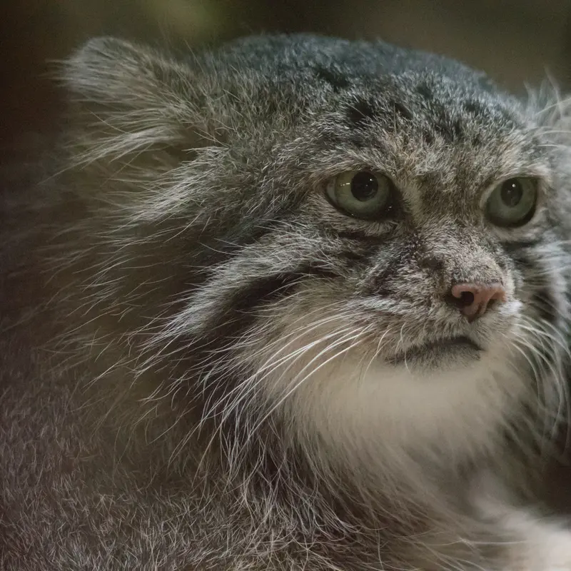 A photograph of Klyon in Ueno Zoological Gardens