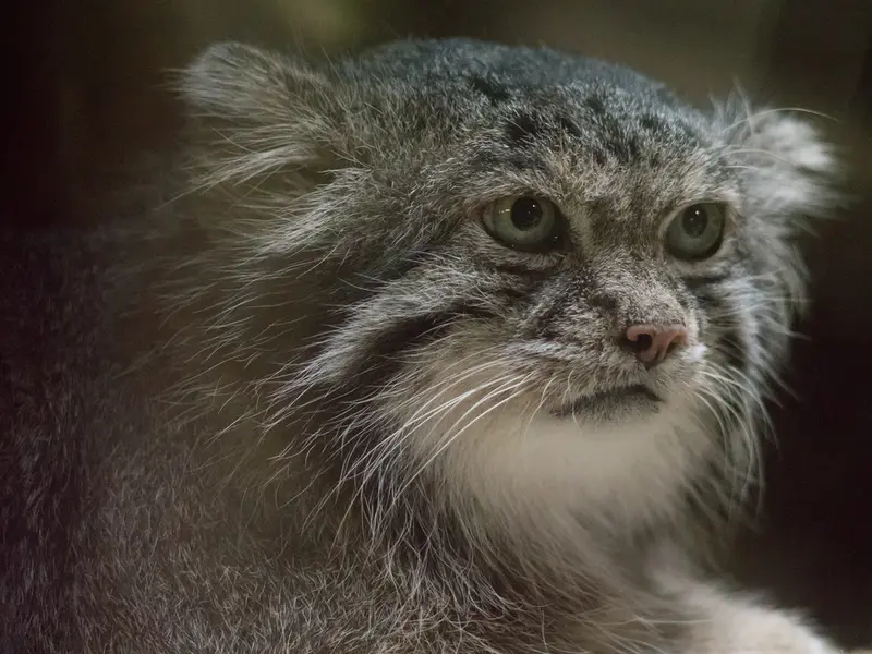 A photograph of Klyon in Ueno Zoological Gardens