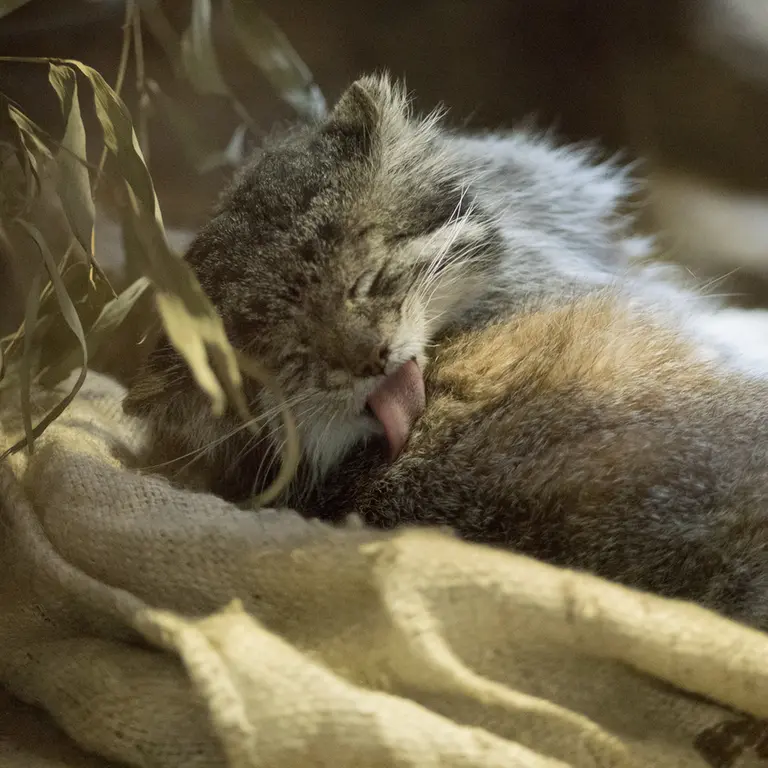 A photograph of Klyon in Ueno Zoological Gardens