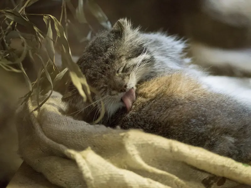 A photograph of Klyon in Ueno Zoological Gardens