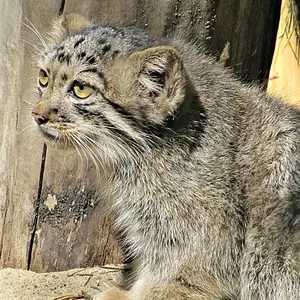 A photograph of Kosoglazik in Novosibirsk Zoo