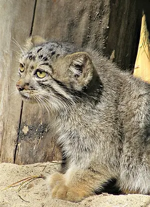 A photograph of Kosoglazik in Novosibirsk Zoo