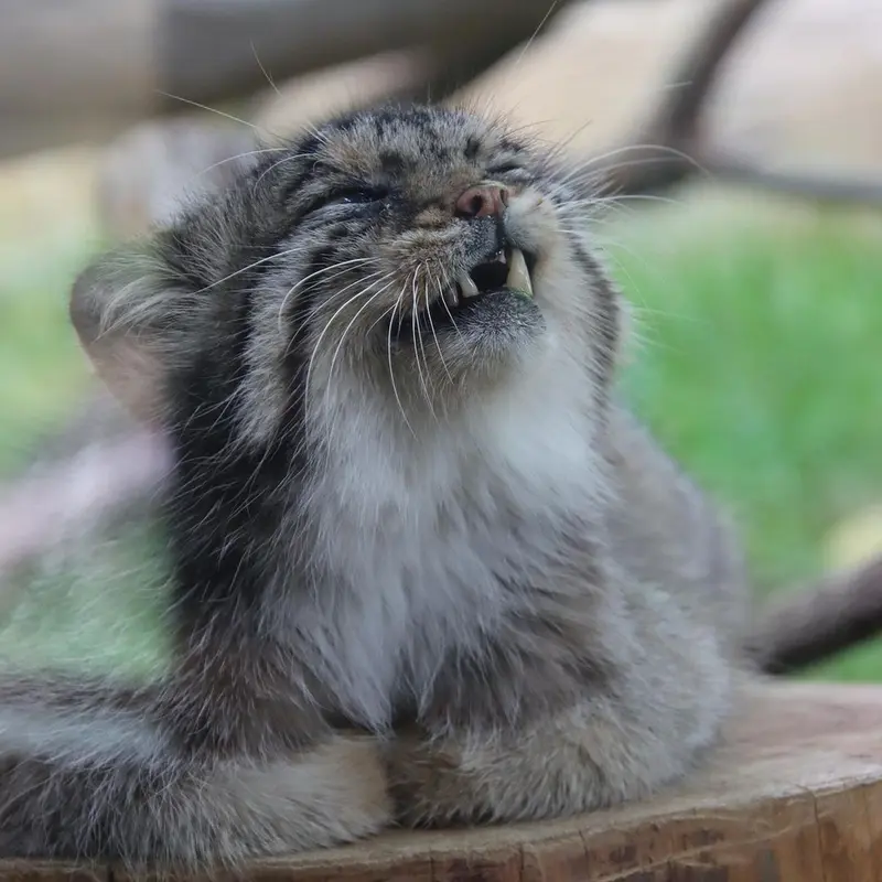 A photograph of a Pallas's cat