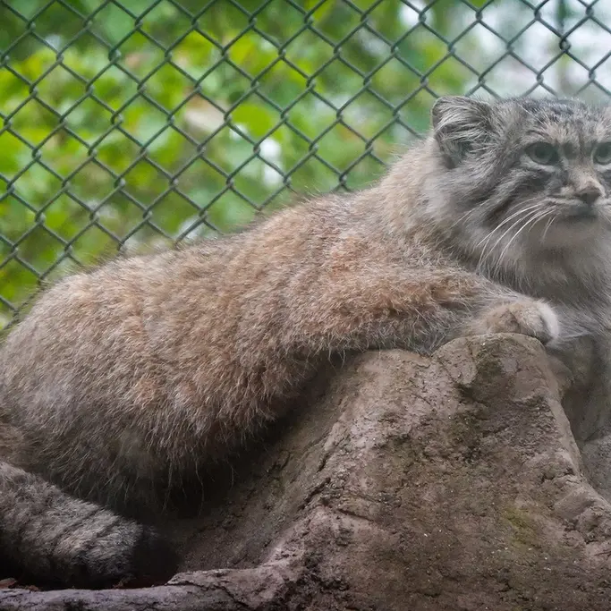 A photograph of Oliva in Saitama Children's Zoo