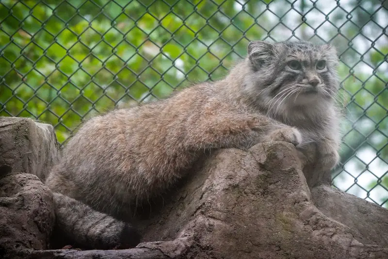 A photograph of Oliva in Saitama Children's Zoo
