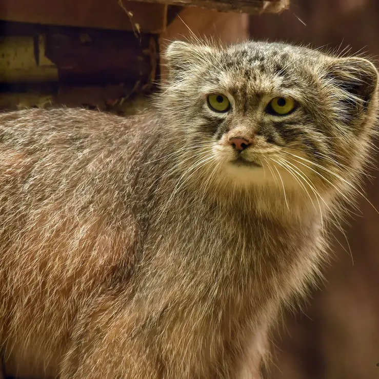 A photograph of Nathu in Lumigny Safari Reserve