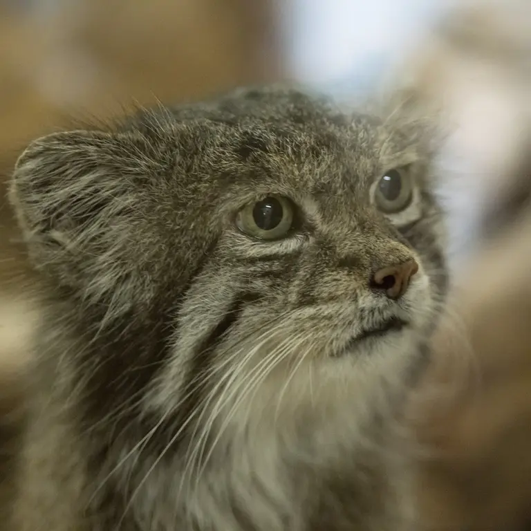 A photograph of Klyon in Ueno Zoological Gardens