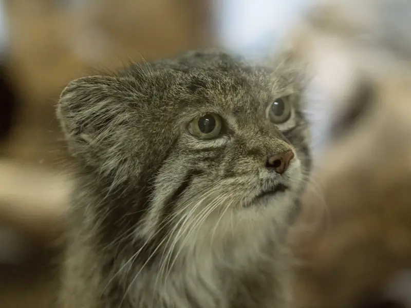 A photograph of Klyon in Ueno Zoological Gardens