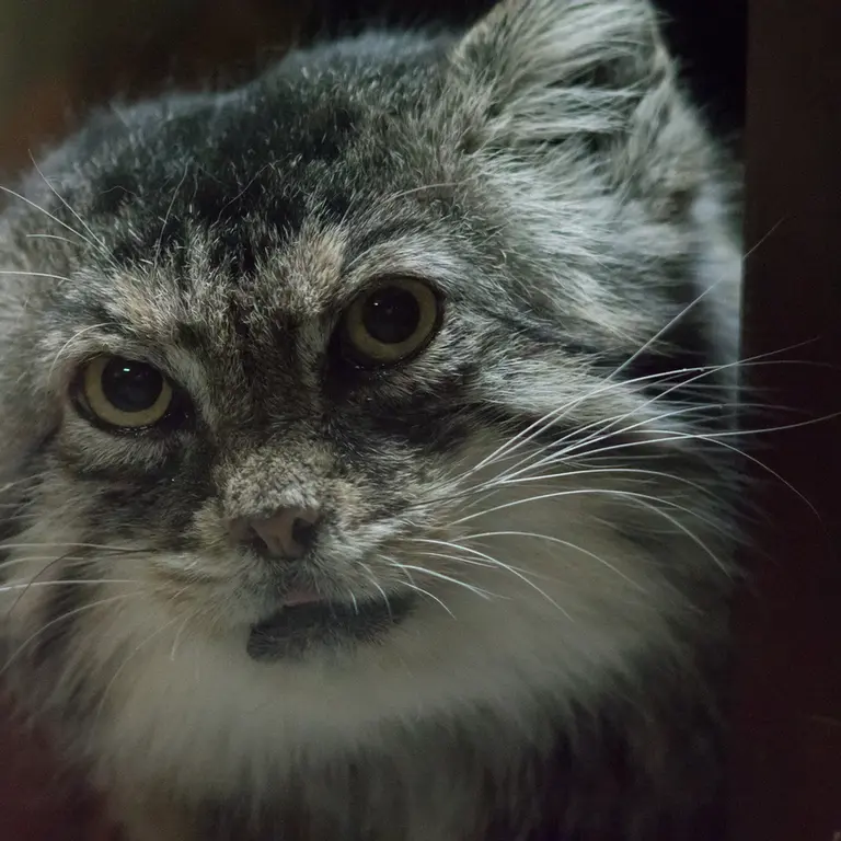 A photograph of Primula in Ueno Zoological Gardens