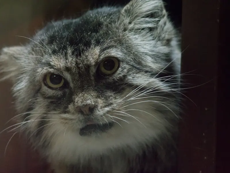 A photograph of Primula in Ueno Zoological Gardens