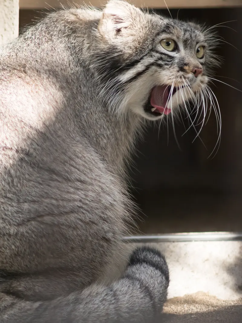 A photograph of Figa in Nogeyama Zoo