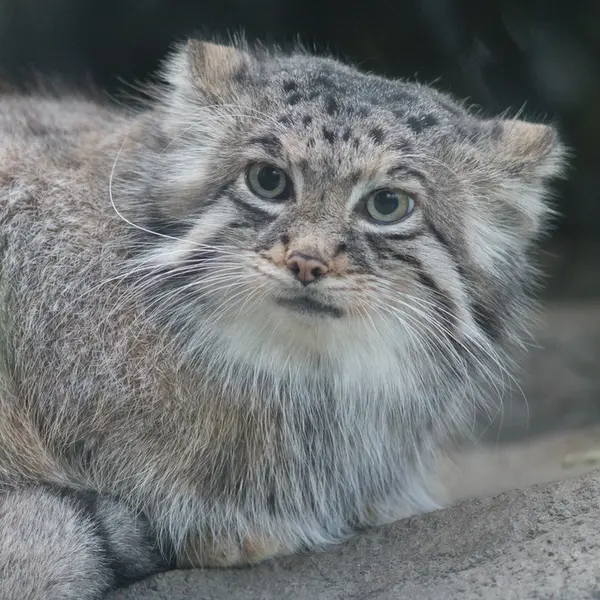 A photograph of Az in Kobe Animal Kingdom