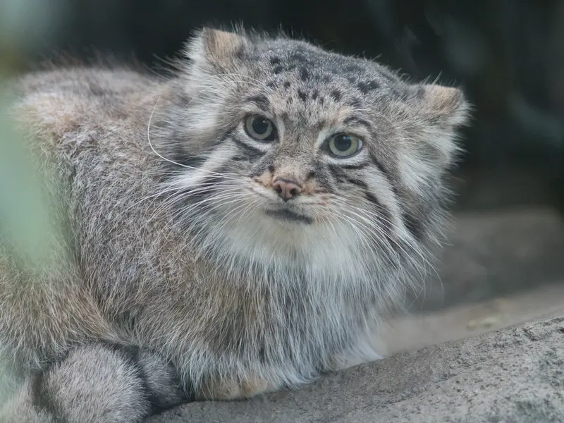A photograph of Az in Kobe Animal Kingdom