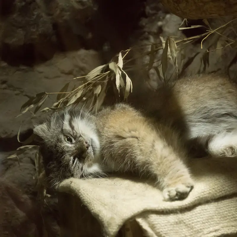 A photograph of Klyon in Ueno Zoological Gardens