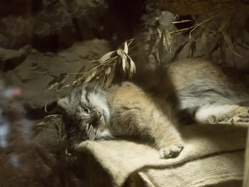 A photograph of Klyon in Ueno Zoological Gardens