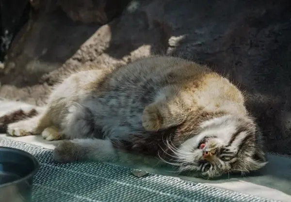 A photograph of Grusha in Asahiyama Zoo
