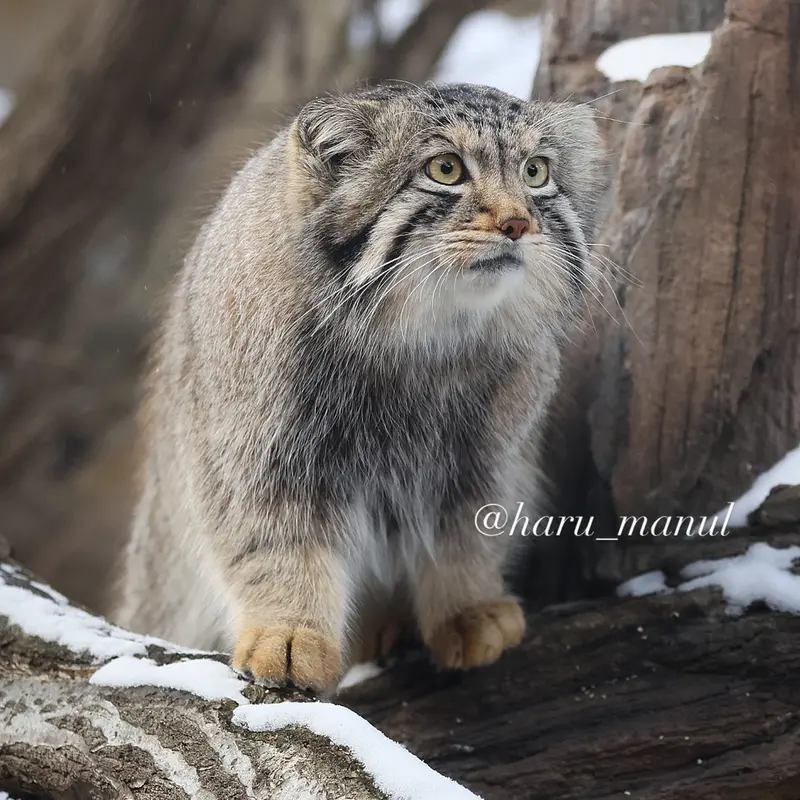A photograph of Nagomu in Nasu Animal Kingdom