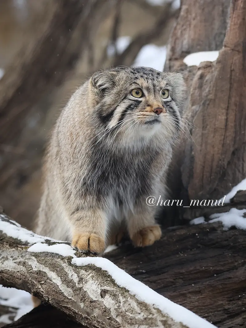 A photograph of Nagomu in Nasu Animal Kingdom