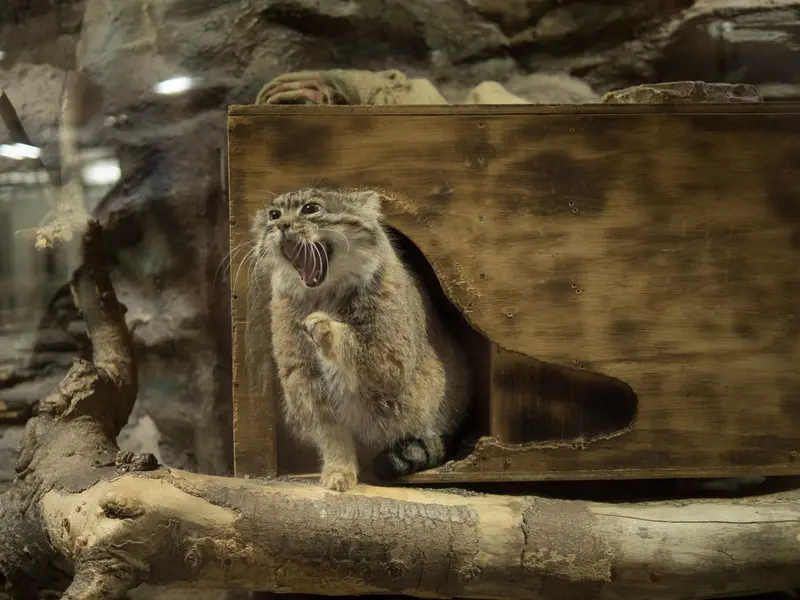 A photograph of Primula in Ueno Zoological Gardens
