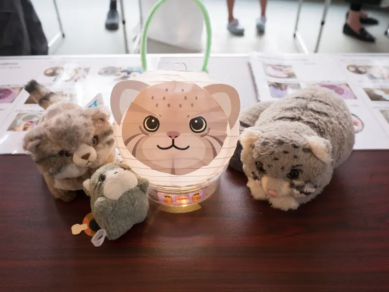 A photograph of a Pallas's cat in Nogeyama Zoo