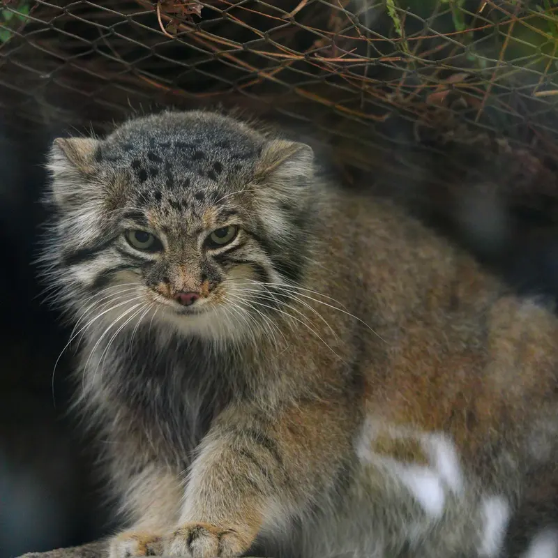 A photograph of Az in Kobe Animal Kingdom