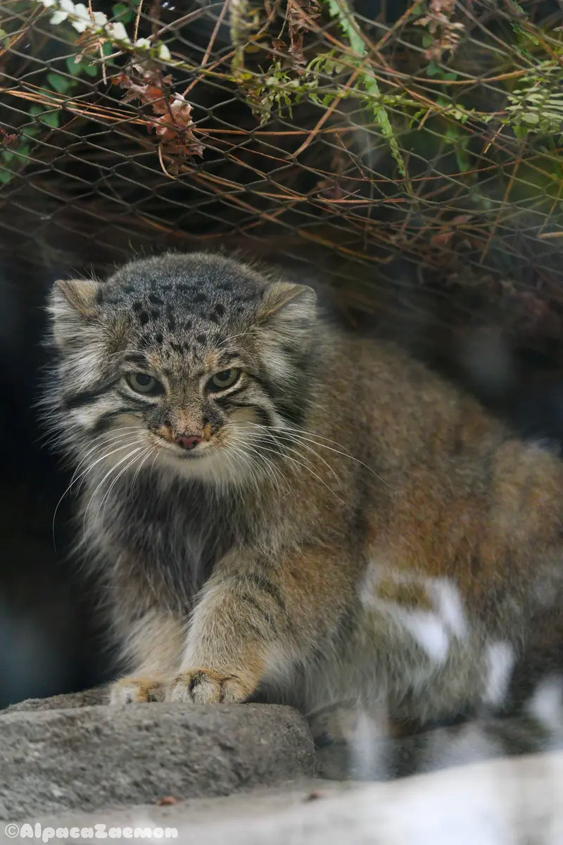 A photograph of Az in Kobe Animal Kingdom