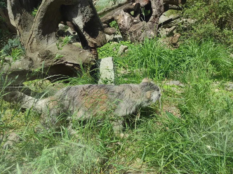 A photograph of Zarina in Wrocław Zoo