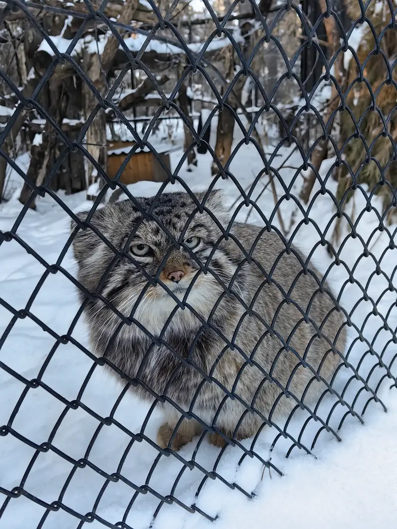 A photograph of George in Novosibirsk Zoo