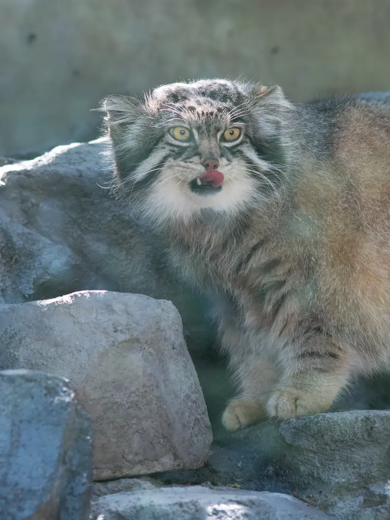 A photograph of Grusha in Asahiyama Zoo