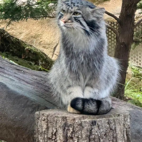 A photograph of Nagomu in Nasu Animal Kingdom