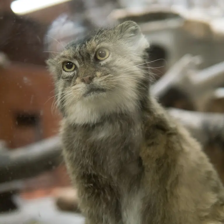 A photograph of Primula in Ueno Zoological Gardens
