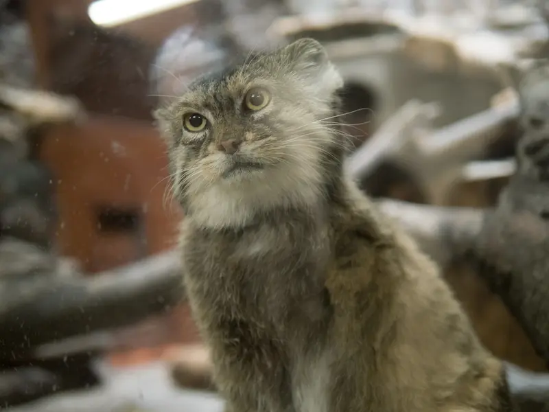 A photograph of Primula in Ueno Zoological Gardens