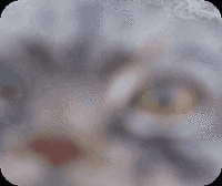 A photograph of a Pallas's cat