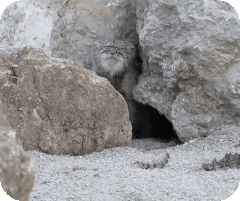 A photograph of a Pallas's cat