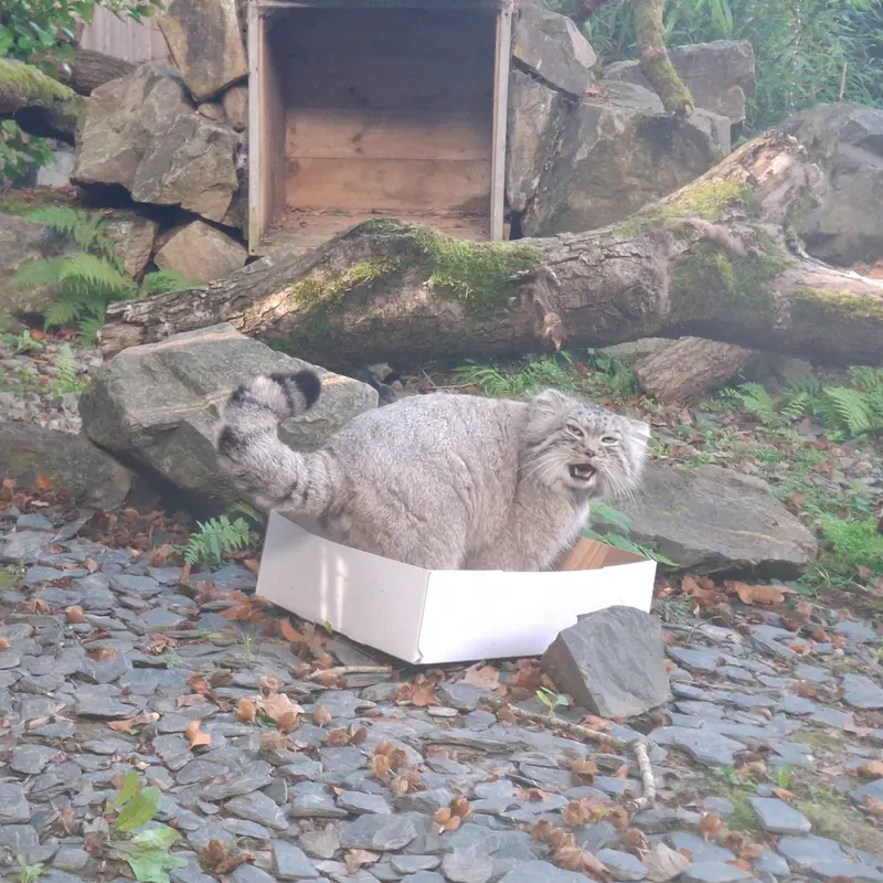 A photograph of Altai in Tregomeur Zoo