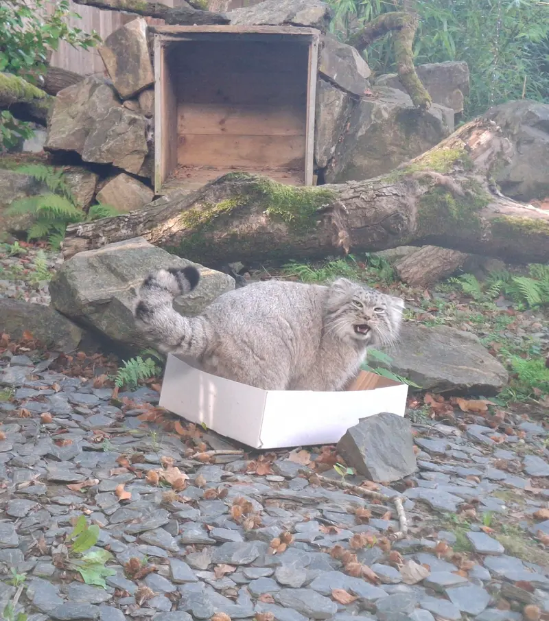 A photograph of Altai in Tregomeur Zoo