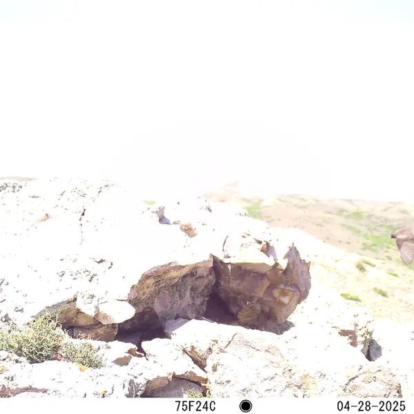 A photograph of a Pallas's cat from Besshoky 1 camera trap